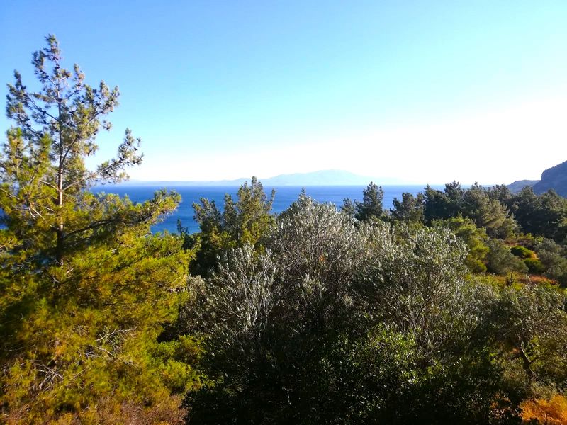 Çanakkale Ayvacık Sazlı-Satılık 11 Dönüm Deniz Manzaralı Koruluk