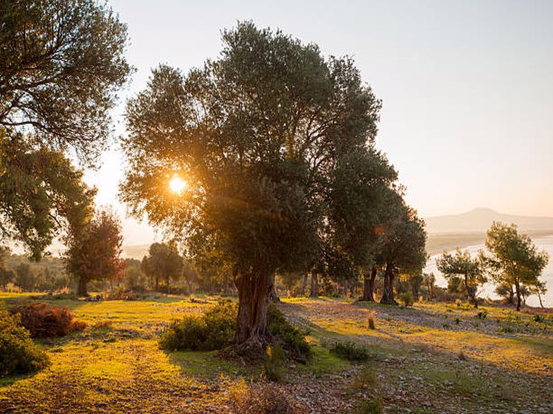 Dawn in the Mediterranean coast olive garden