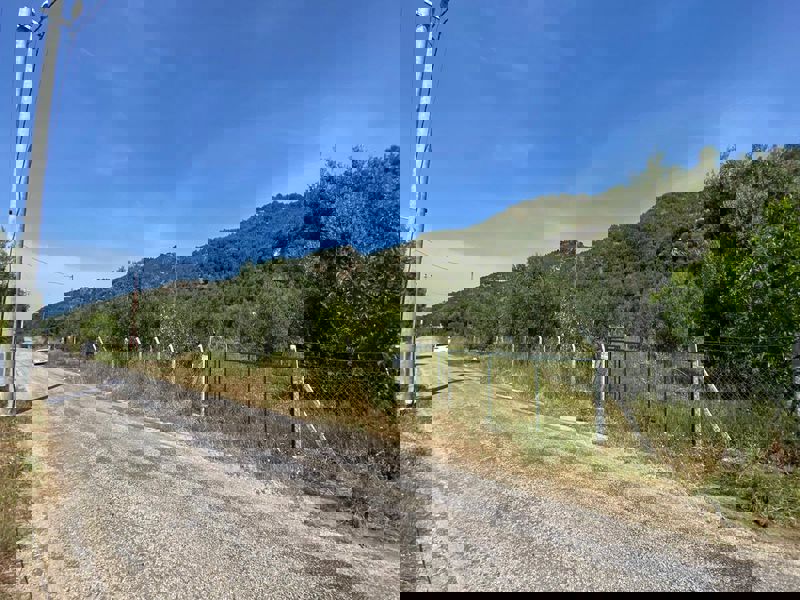 Çanakkale Ayvacık Arıklı-Satılık Denize 230 m Zeytinlik